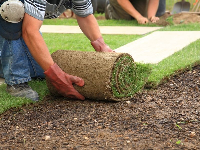 graszoden leggen? 3 dagen voor het leggen bestellen bij tuincentrum De Koning bestellen. Daarna liggen ze klaar op ons tuincentrum in Rohel