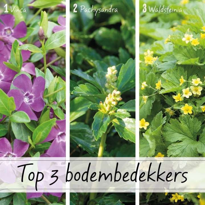 Top 5 bodembedekkers bij tuincentrum De Koning