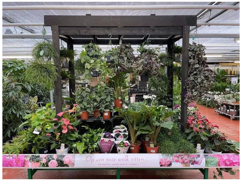Vele soorten kamerplanten te koop in de online webshop tuincentrum De Koning