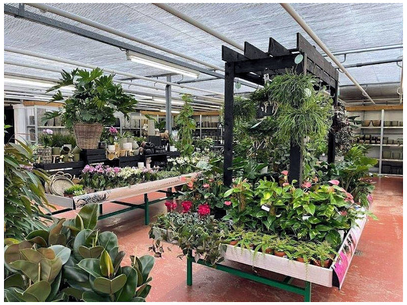 Kamerplanten bestellen online webshop tuincentrum De Koning Kamerplanten bestellen in de online webshop!