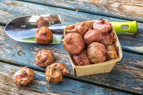 Oktober is de maand om bloembollen te planten!