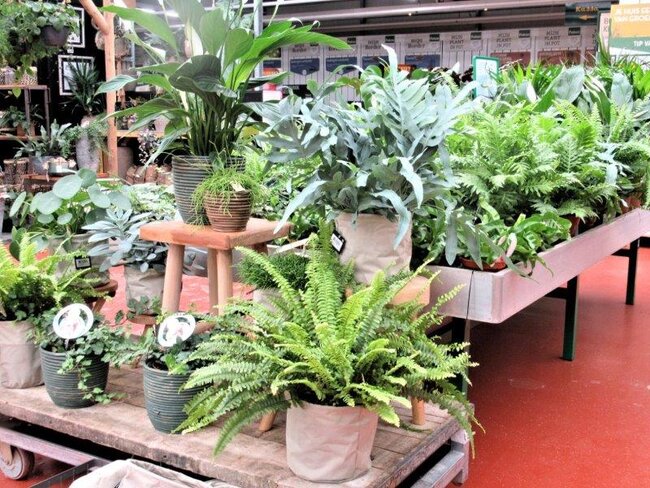 Koop een groene kamerplant naar wens snel online! Tuincentrum de Koning Rohel voor al uw planten!