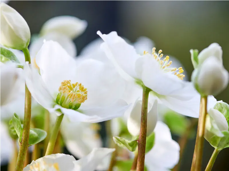 Helleborus - tuincentrum De Koning Rohel, in de buurt van Heerrenveen