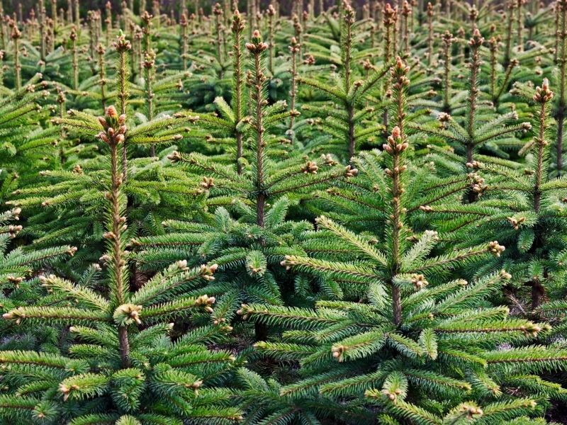 Accommodatie Interesseren Bij elkaar passen Kerstbomen - Tuintips - Tuincentrum de Koning Rohel voor al uw planten!