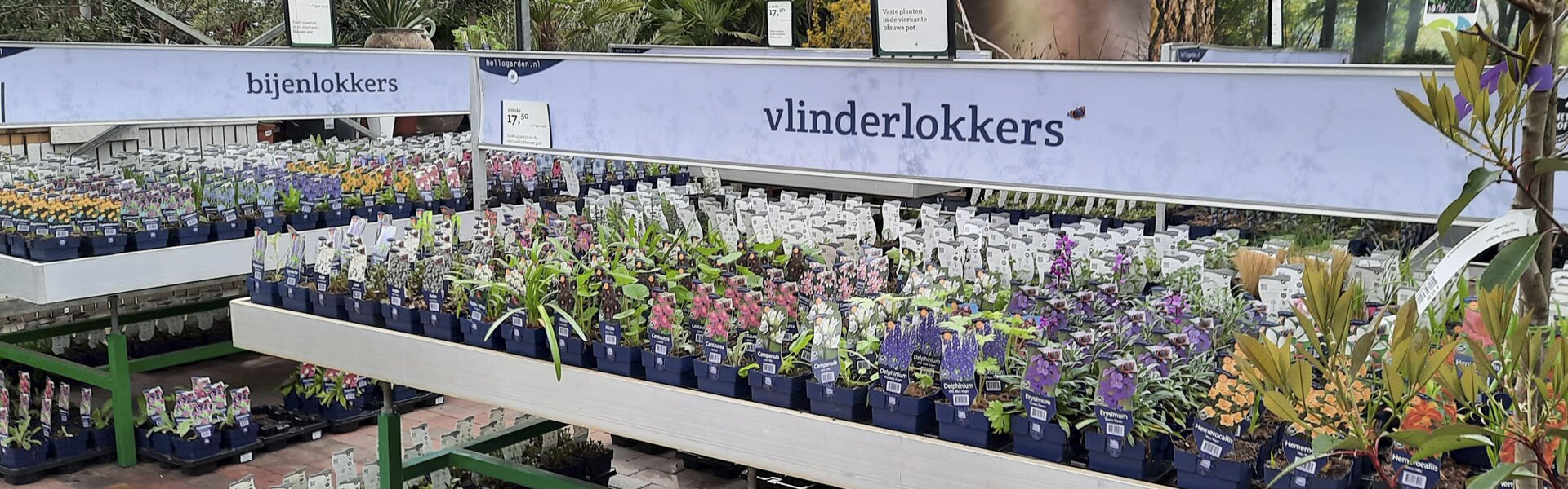 Vaste planten