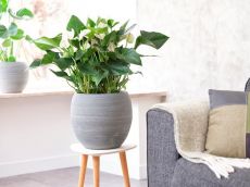 Veel gestelde vragen Faq Veel gestelde vragen Faq