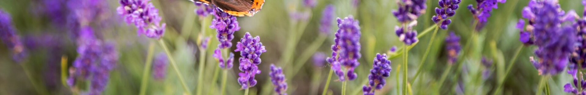 Vlinders in je tuin