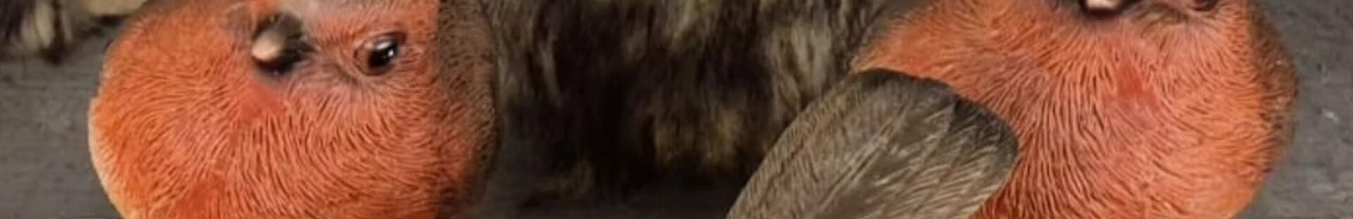 Winter bij de Koning