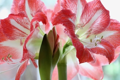 Amaryllis: kamerplant, bloembol én snijbloem van dit moment