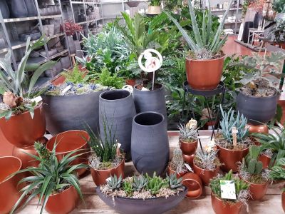 Gezelligheid maken met planten en potten