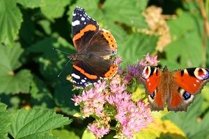 Tips voor vlinders in je tuin!