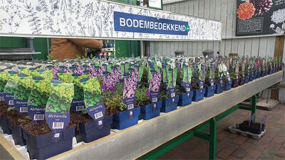 TOP 5 bodembedekker tuincentrum De Koning