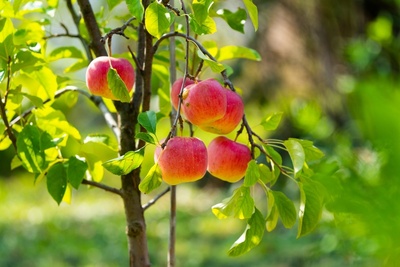 Top 5 kleine fruitbomen