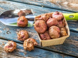 Bloembollen kopen?  Plant de voorjaarsbollen in oktober, november,