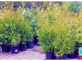 Bomen, heesters en coniferen