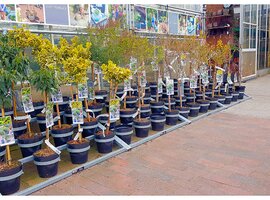 Bomen, heesters en coniferen