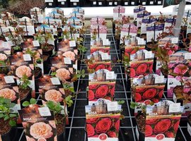 Rozen en klimplanten