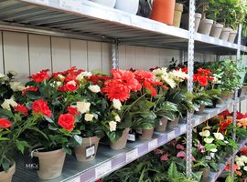 Zijdebloemen en planten