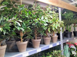 Zijdebloemen en planten