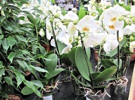 Bloeiende kamerplanten