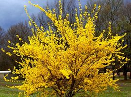 Bomen, heesters en coniferen