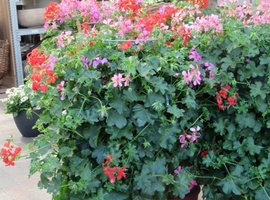 Eénjarigen, kuipplanten en kruiden