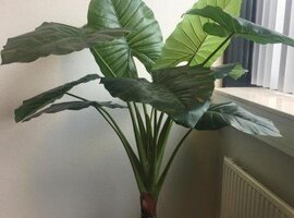 Zijdebloemen en planten