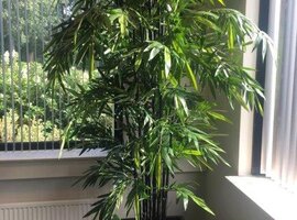 Zijdebloemen en planten