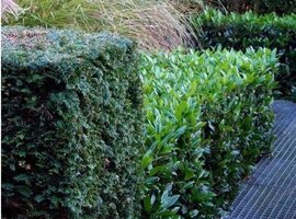 Bomen, heesters en coniferen