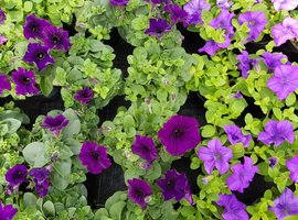 Eénjarigen, kuipplanten en kruiden