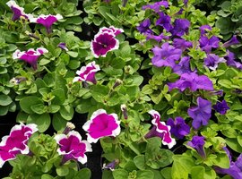 Eénjarigen, kuipplanten en kruiden