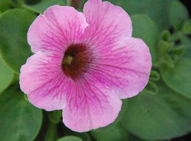 Eénjarigen, kuipplanten en kruiden