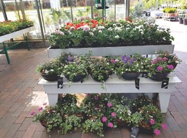 Eénjarigen, kuipplanten en kruiden