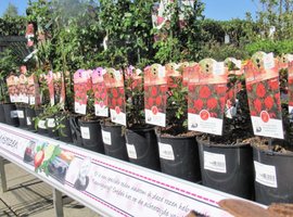 Rozen en klimplanten