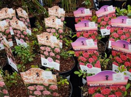 Rozen en klimplanten