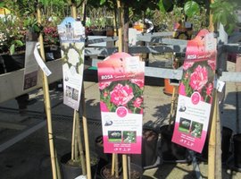 Rozen en klimplanten