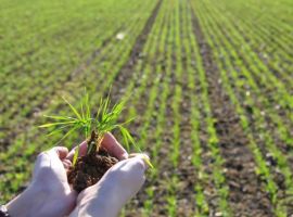 Bij tuincentrum de Koning diverse producten om gewassen te beschermen