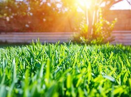 Een mooi groen gazon? Kies dan wel voor een grassoort die bij u past