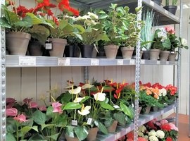 Zijdebloemen en planten