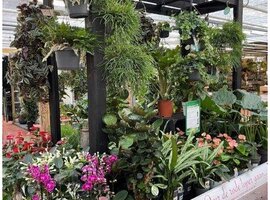 Bloeiende kamerplanten