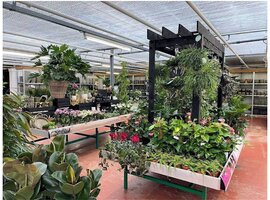 Bloeiende kamerplanten